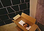 Head in a Box